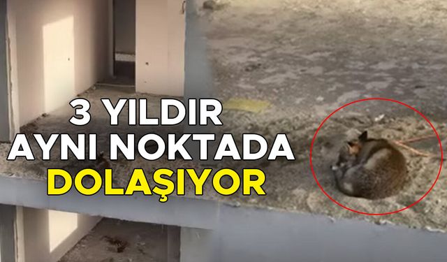 KOÇYAZI MAHALLESİ’NDE TİLKİNİN YENİ YUVASI BİNA İNŞAATI OLDU