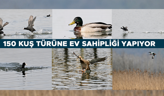 EFTENİ KUŞ CENNETİ GÖLÜ GÖÇ YOLUNDAKİ MİSAFİRLERİNİ AĞIRLIYOR