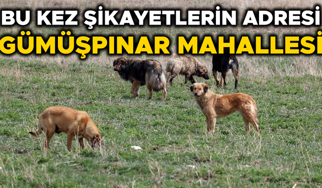 SÜRÜ HALİNDE DOLAŞAN SOKAK KÖPEKLERİ KORKU SALIYOR