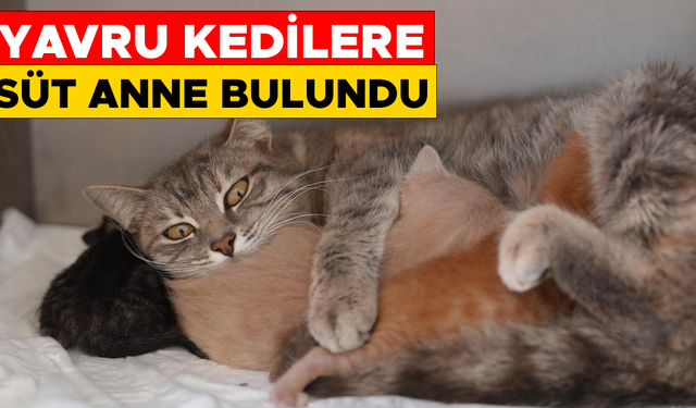 DEREYE DÜŞEN YAVRU KEDİLER EMİN ELLERDE