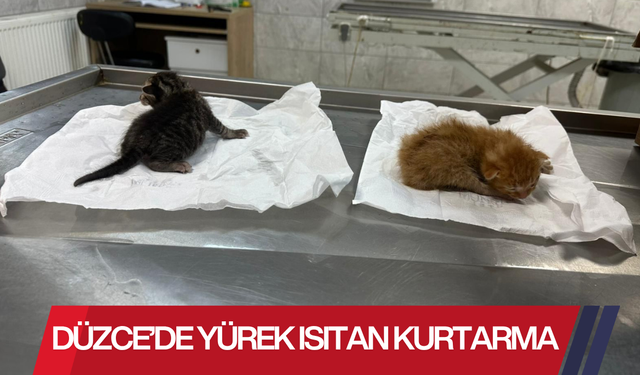 İKİ KEDİ YAVRUSU HAYATA TUTUNDU