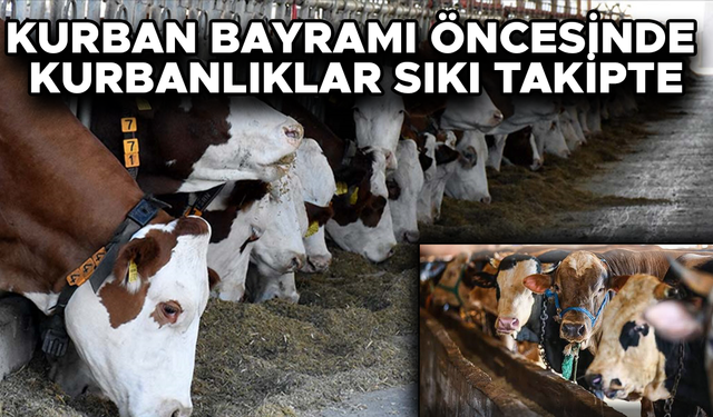 DÜZCE’DE KESİM ALANLARI VE HAYVAN PAZARINDA ÖNLEMLER ARTTIRILDI
