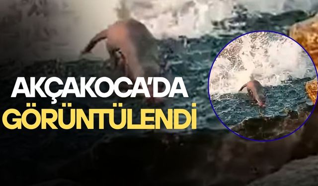 DENİZDE AVLANAN SU SAMURU KAMERADA