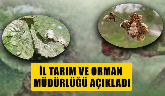 FINDIKTA KOZALAK AKARI VE KÜLLEME HASTALIĞINA KARŞI MÜCADELE BAŞLIYOR