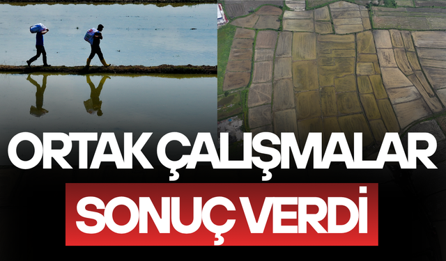 COĞRAFİ İŞARETLİ KONURALP PİRİNCİNİN EKİM ALANI 5 YILDA YÜZDE 86 ARTTI