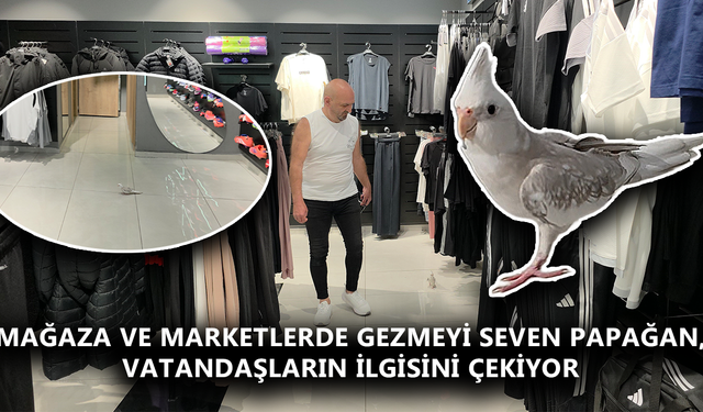 DÜZCE’DE PAPAĞANIN ALIŞVERİŞ KEYFİ