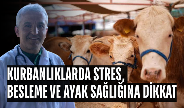 VETERİNER HEKİM MUAYENESİNDEN GEÇMİŞ RAPORLU OLAN HAYVANLAR ALINMALI