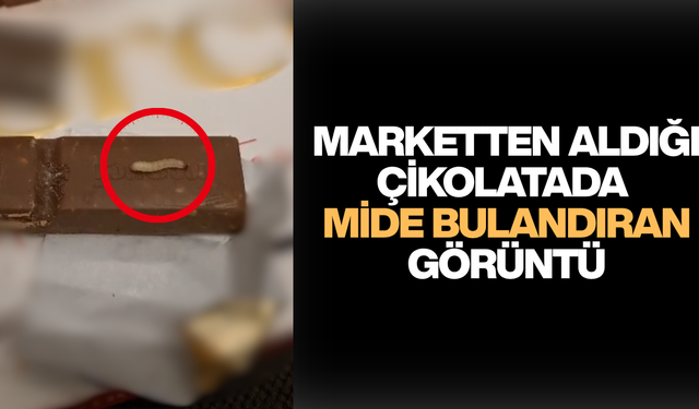 CANLI KURTLARI GÖRÜNCE NE YAPACAĞINI ŞAŞIRDI