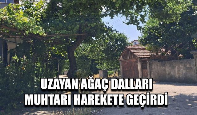 DUYARSIZ AĞAÇ SAHİPLERİNE EMPATİ İLE SESLENDİ