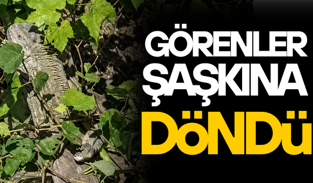 ÇİLİMLİ’DE GÖRÜLEN GİZEMLİ SÜRÜNGEN İGUANA ÇIKTI