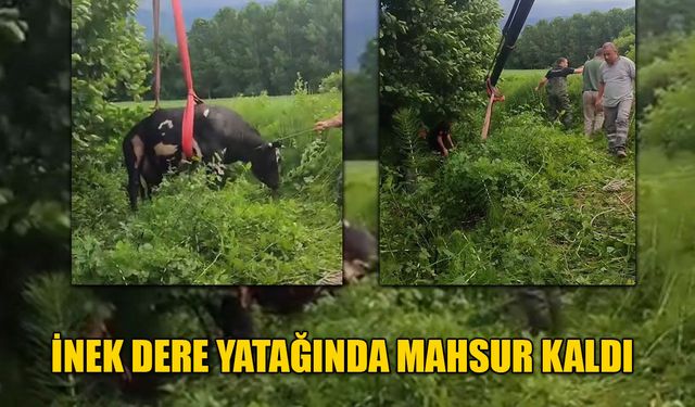 VİNÇ YARDIMIYLA KURTARILDI