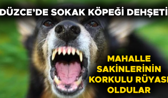 KÖPEĞİN ISIRDIĞI MARKET ÇALIŞANI HASTANELİK OLDU