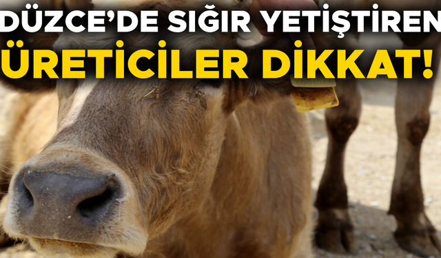 KULAK KÜPELERİNDE YENİ DÖNEM BAŞLADI