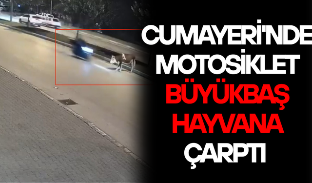 HAYVAN TELEF OLDU, KAZA ANI KAMERADA