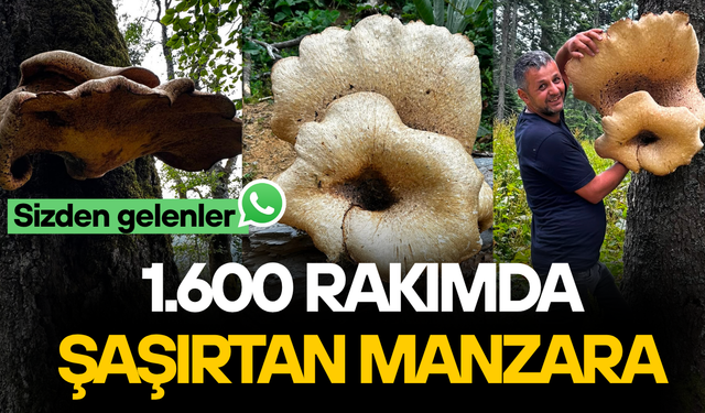 DÜZCE’DE DEV MANTARLA FOTOĞRAF ÇEKME YARIŞI