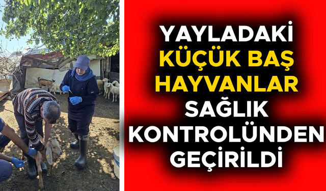 YENİ DOĞAN YAVRULARA KÜPELERİ TAKILDI