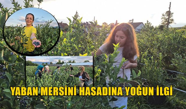 YABAN MERSİNİ TARLASI DOĞAL FOTOĞRAF PLATOSU OLDU