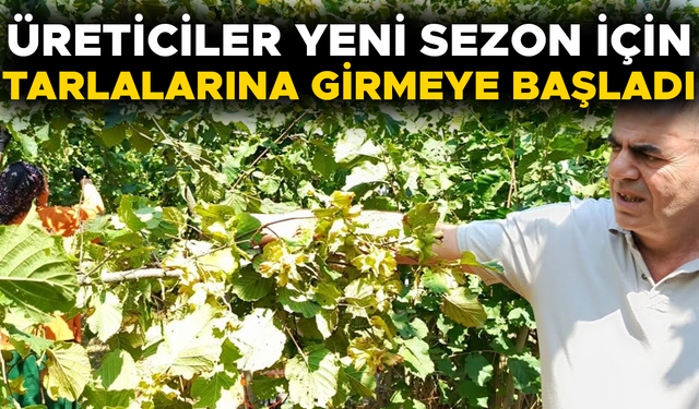 DÜZCE’DE YEŞİL ALTIN HASADI BAŞLADI