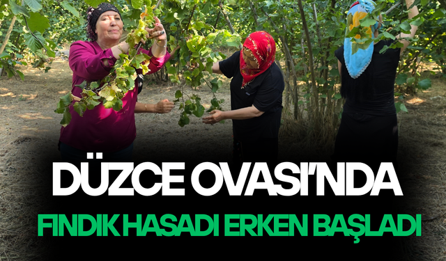 DÜZCELİ KADINLARDAN İMECE USULÜ FINDIK MESAİSİ