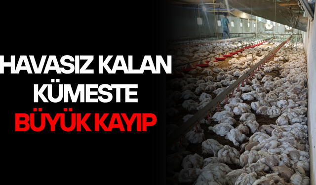 4 BİN TAVUK TELEF OLDU