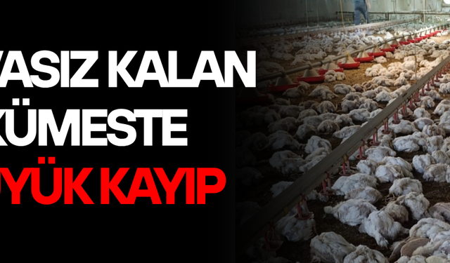 4 BİN TAVUK TELEF OLDU