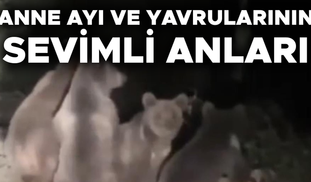 DÜZCE’DE AYI AİLESİ CEP TELEFONU İLE GÖRÜNTÜLENDİ