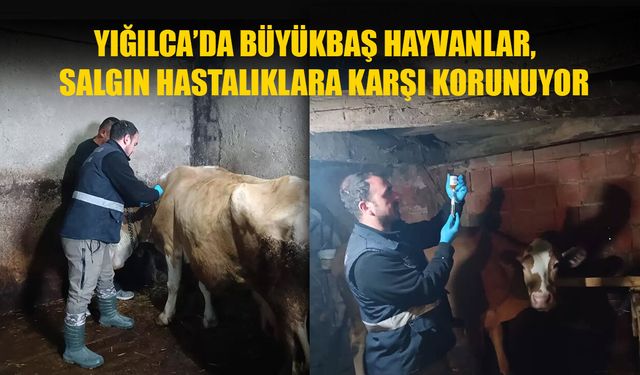 HAYVAN SAĞLIĞI PERSONELLERİ AŞILAMA GERÇEKLEŞTİRDİ