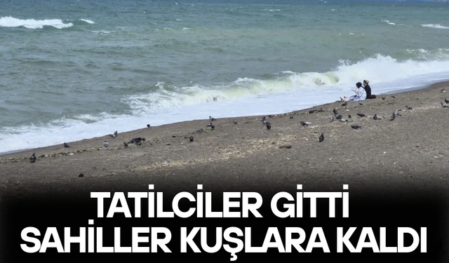 SAHİLLERDE GÜVERCİN VE MARTI YOĞUNLUĞU BAŞLADI