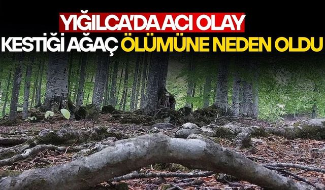 DÜZCE’DE ÜZERİNE AĞAÇ DEVRİLEN ŞAHIS HAYATINI KAYBETTİ