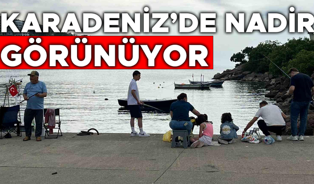 AKÇAKOCA’DA BALIKÇILARIN OLTASINA BAKIN NE TAKILDI?
