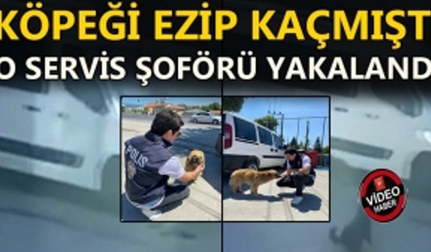 ZAVALLI KÖPEK EMİN ELLERDE