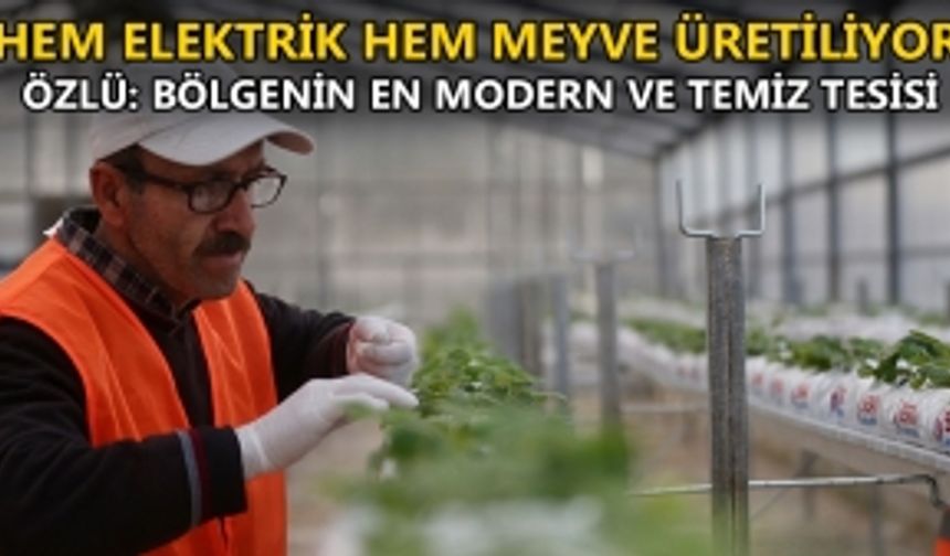 HEM ELEKTRİK HEM MEYVE ÜRETİLİYOR