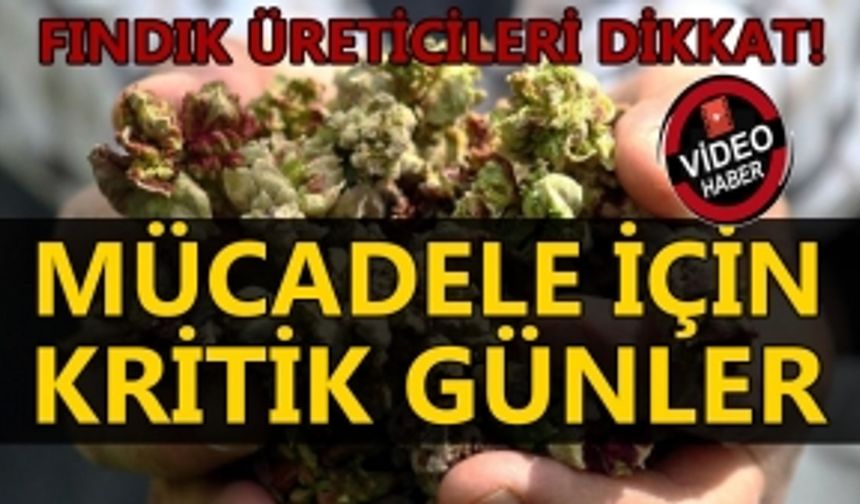 FINDIKTA VERİMİ DE KALİTEYİ DE DÜŞÜRÜYOR