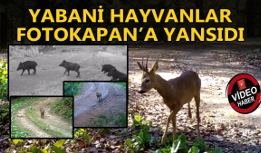 DÜZCE’DE YABAN HAYATI