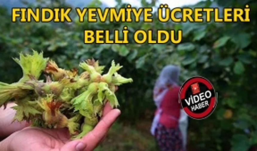 FINDIK YEVMİYE ÜCRETLERİ BELLİ OLDU