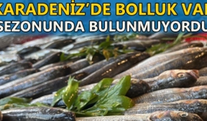 TEZGAHLARDA LÜFER VE ÇİNEKOP BOLLUĞU VAR