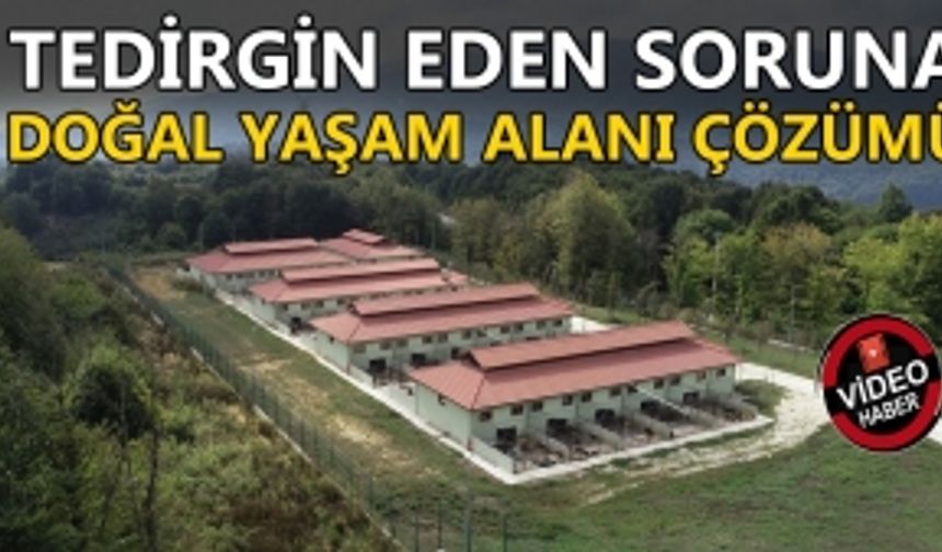 TEDİRGİN EDEN SORUNA DOĞAL YAŞAM ALANI ÇÖZÜMÜ: BELEDİYE İLK ADIMI ATTI