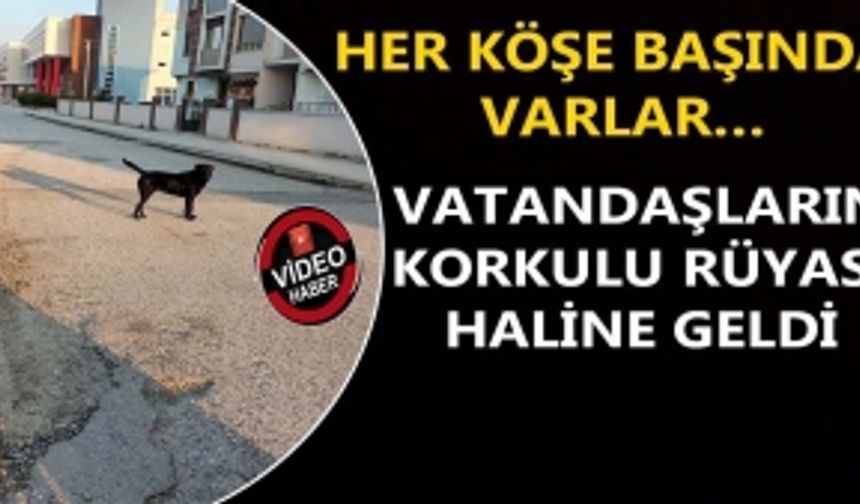 HER KÖŞE BAŞINDA VARLAR: VATANDAŞLARIN KORKULU RÜYASI HALİNE GELDİ