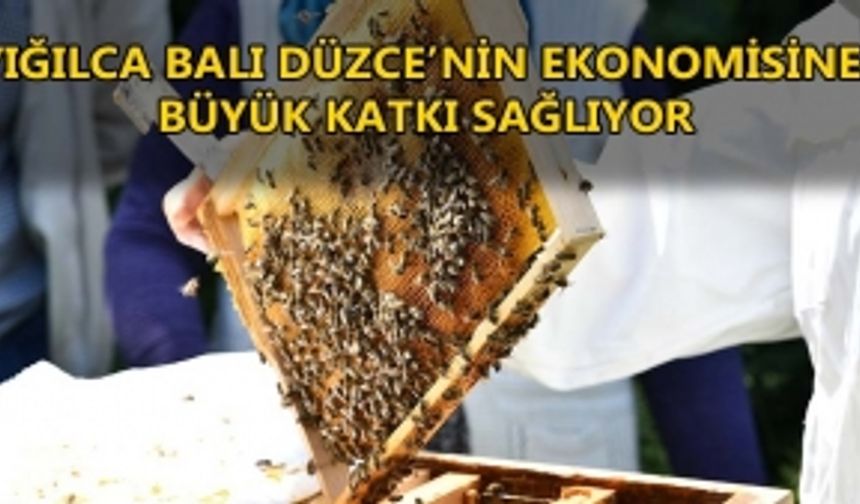 DÜZCE BAL ÜRETİMİNDE TÜRKİYE SIRALAMASINDA İLK SIRALARDA