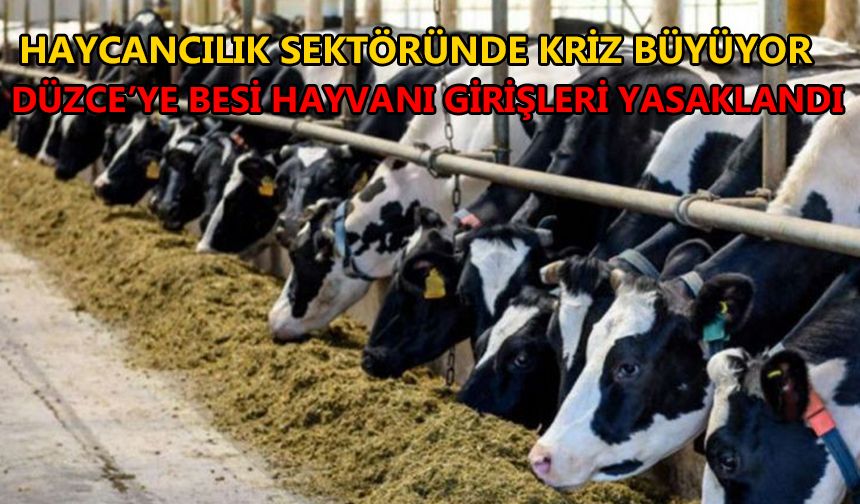 HAYVAN PAZARININ KAPISINA KİLİT VURDU