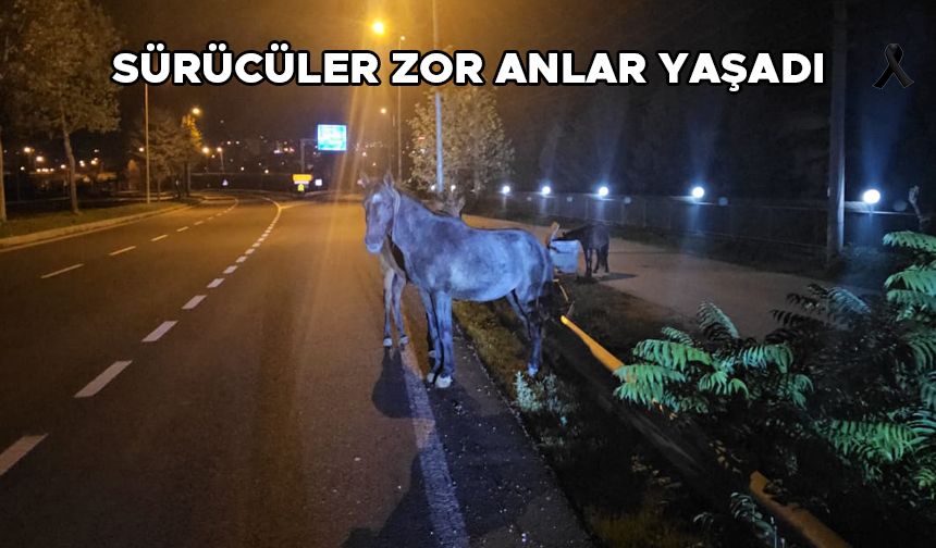 BAŞIBOŞ ATLAR TRAFİKTE TEHLİKE SAÇTI