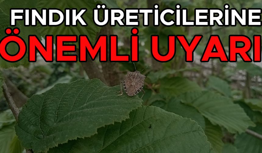 FINDIK ÜRETİCİLERİNE ÖNEMLİ UYARI!