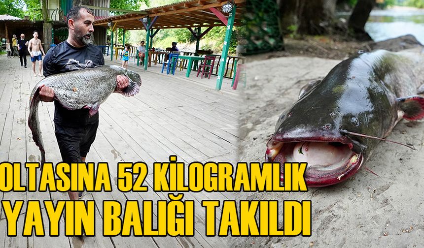 OLTASINA 52 KİLOGRAMLIK YAYIN BALIĞI TAKILDI