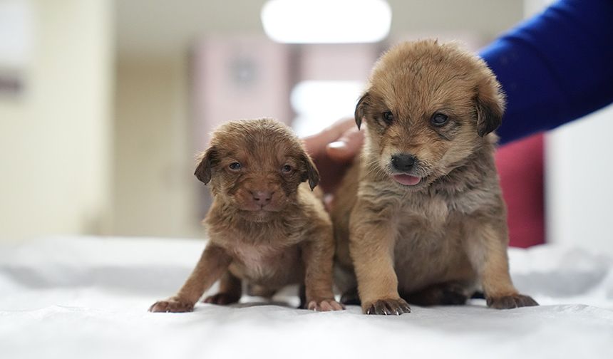 KÖPEK YAVRULARI DONMAK ÜZEREYKEN BULUNDU