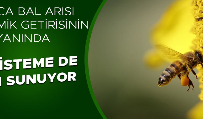 YARIM KİLO BAL İÇİN 2 MİLYONDAN FAZLA ÇİÇEĞİ GEZİYOR