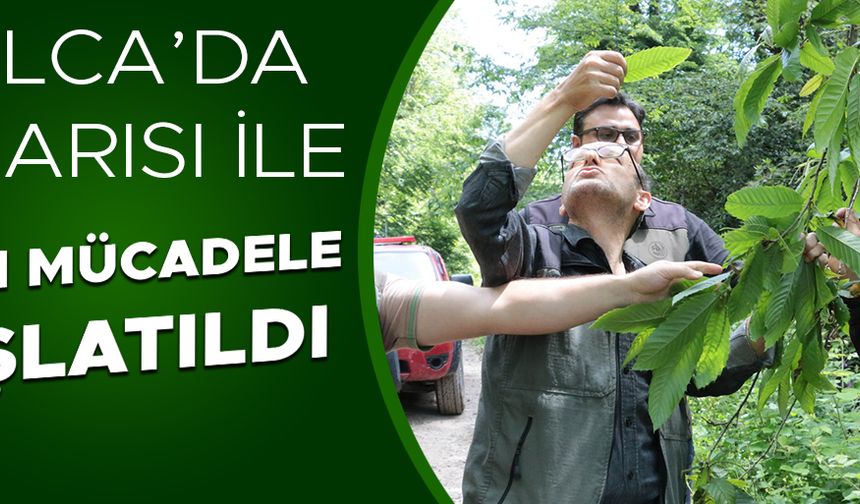 KESTANE ORMANLARINA SAVAŞÇI BÖCEKLER SALINDI