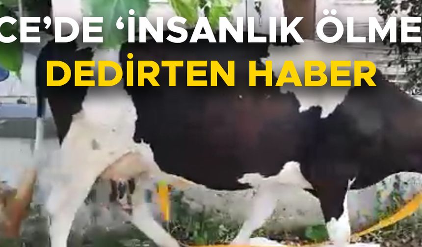 D-100 KARAYOLUNDA BAŞIBOŞ DOLAŞAN İNEĞİ GÜVENLİ BÖLGEYE GÖTÜRDÜ