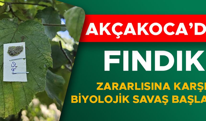 FINDIK BAHÇELERİNE SAMURAY ARISI SALINDI