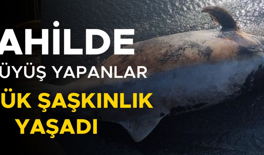 ÖLÜ YUNUS BALIĞI KARAYA VURDU