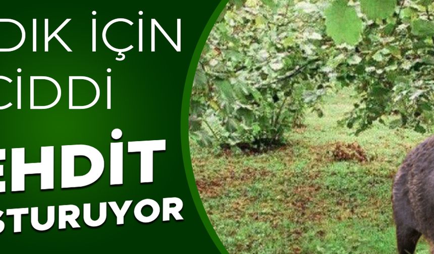 DÜZCE’DE SÜREK AVI BAŞLIYOR